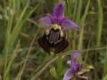 Ophrys parvimaculata